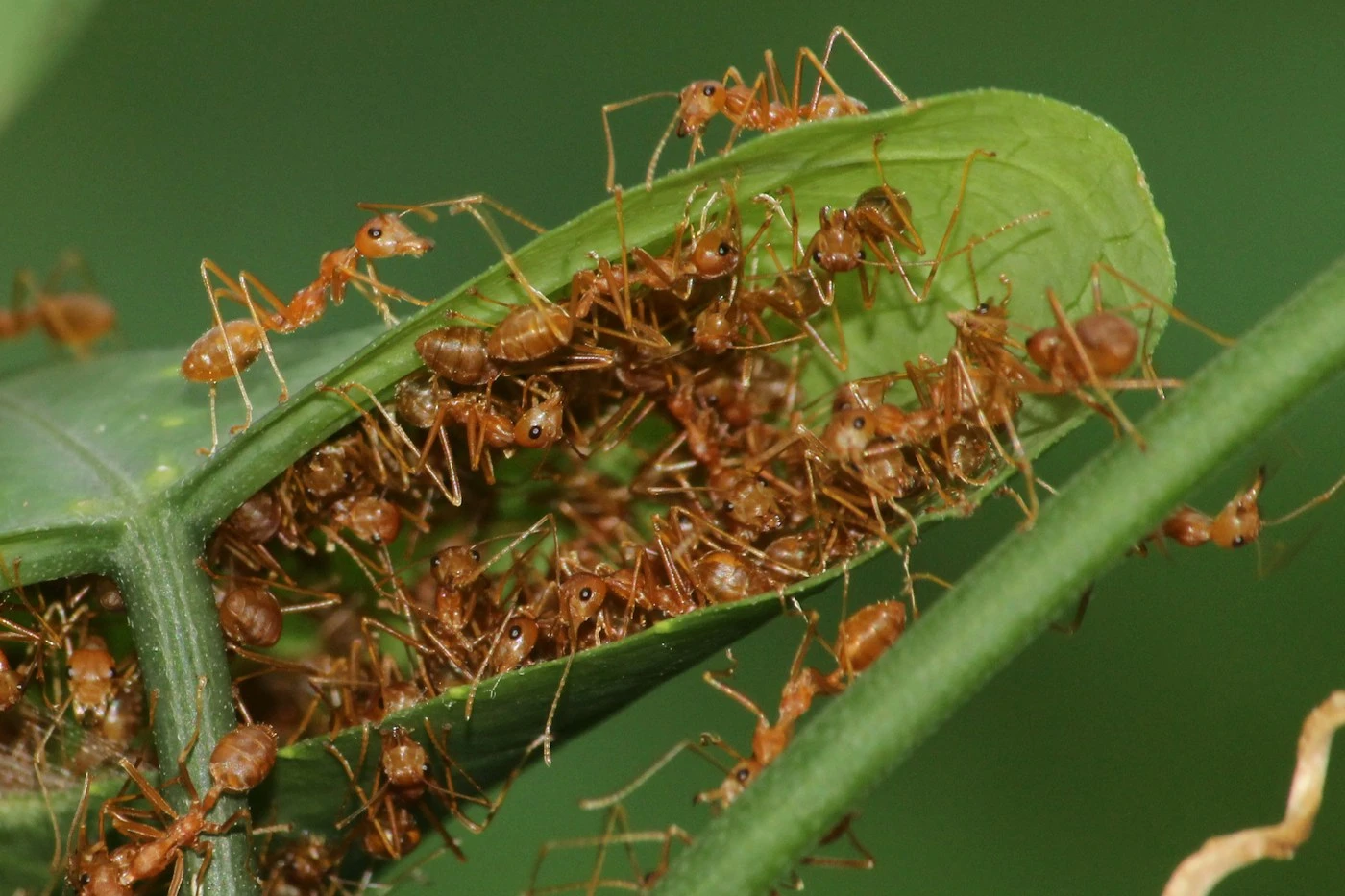 Colonie de fourmis réunies dans un nid de feuilles